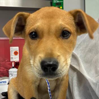 Skeletor -  Mixed Breed Dog for Adoption in Greenville, South Carolina - Skeletor | PetCurious