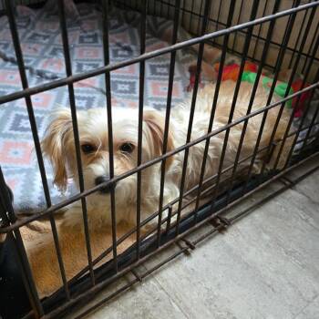 Pearl -  Yorkshire Terrier and Maltese Dog for Adoption in Hinesville, Georgia - Pearl | PetCurious