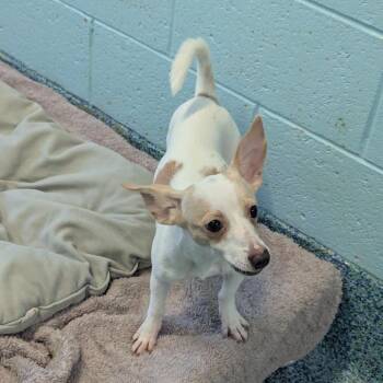 Sorrel -  Mixed Breed Dog for Adoption - Sorrel | PetCurious