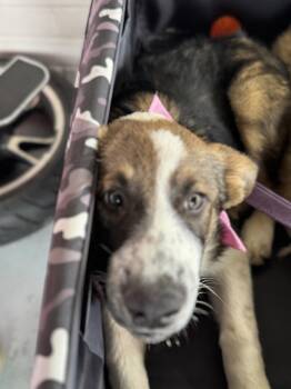 Ember -  Shepherd and Bernese Mountain Dog Dog for Adoption in Holly Springs, North Carolina - Ember | PetCurious