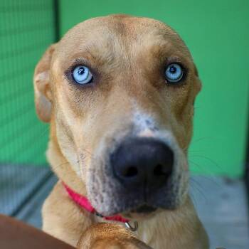 Mixed Breed Dogs Available for Adoption in Bradenton, Florida - Thurman | PetCurious