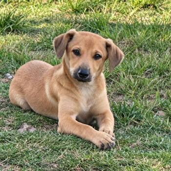 Felix CI -  Australian Cattle Dog Blue Heeler and Mixed Breed Dog for Adoption in Austin, Texas - Felix CI | PetCurious