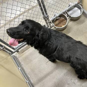 Spaniel and Labrador Retriever Dogs Available for Adoption - Buddy | PetCurious