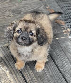 Pekingese Dogs Available for Adoption in Los Angeles, California - FUZZY | PetCurious