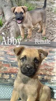 Black Mouth Cur Dogs Available for Adoption in Manchester, Connecticut - Abby | PetCurious