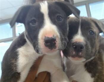 Pit Bull Terrier Dogs Available for Adoption - A471068 | PetCurious