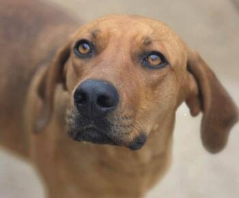 Coonhound and Terrier Dogs Available for Adoption in Bloomfield, Connecticut - Cinnamon | PetCurious