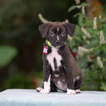 Spin -  Labrador Retriever and Terrier Dog for Adoption in Wake Forest, North Carolina - Spin | PetCurious