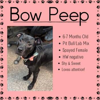 Pit Bull Terrier and Black Labrador Retriever Dogs Available for Adoption in Junction City, Kansas - Bow Peep | PetCurious