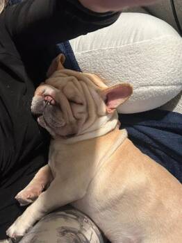 Rescue French Bulldog Dogs for Adoption in Claremont, California - Melo | PetCurious