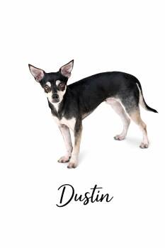 Mixed Breed and Chihuahua Dogs Available for Adoption - Dustin | PetCurious