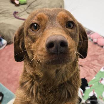 Rescue Cattle Dog and Mixed Breed Dogs for Adoption in Flagstaff, Arizona - Denali - Sweetest Girl! Good With Other Dogs! | PetCurious