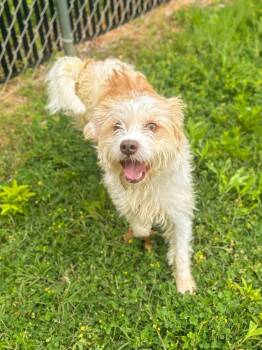 Jack Russell Terrier Dogs Available for Adoption in Springfield, Tennessee - Cork | PetCurious