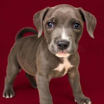 Rosemary -  Pit Bull Terrier and Mixed Breed Dog for Adoption in Concord, North Carolina - Rosemary | PetCurious