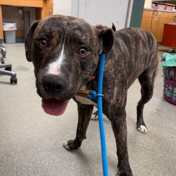 Pit Bull Terrier Dogs Available for Adoption - Veeze | PetCurious