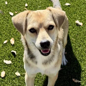 Chihuahua Dogs Available for Adoption - Tulip - As Pretty As The Flower! | PetCurious