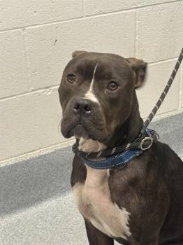 CHANDLER -  Pit Bull Terrier Dog for Adoption in Indianapolis, Indiana - CHANDLER | PetCurious