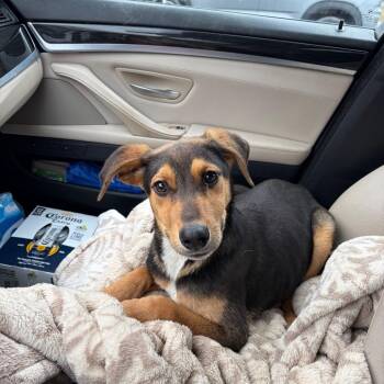 Mixed Breed Dogs Available for Adoption - ALPHARETTA - Dante | PetCurious