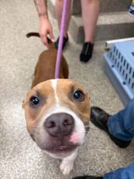 Twill -  Terrier Dog for Adoption in Van Wert, Ohio - Twill | PetCurious