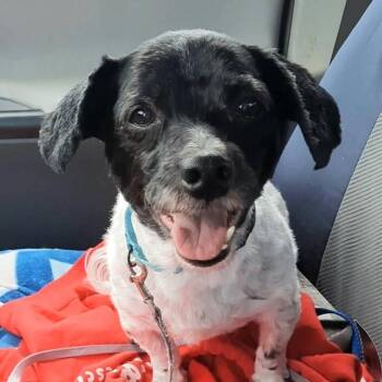 Ernie -  Havanese and Mixed Breed Dog Available for Adoption in Olathe, Kansas - Ernie | PetCurious