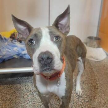 Pit Bull Terrier Dogs Available for Adoption - Willow | PetCurious