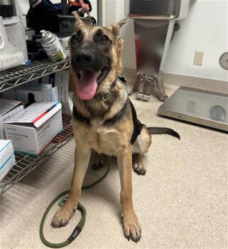 Lilo - URGENT -  Shepherd Dog for Adoption in Thousand Oaks, California - Lilo - URGENT | PetCurious