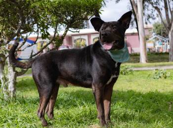 Pablito -  Black Labrador Retriever and Mixed Breed Dog for Adoption in Palm Desert, California - Pablito | PetCurious