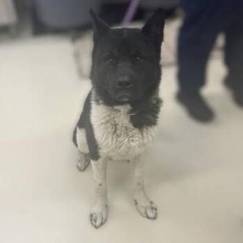 Maceo- 52882 -  Akita Dog for Adoption in Columbia, Maryland - Maceo- 52882 | PetCurious