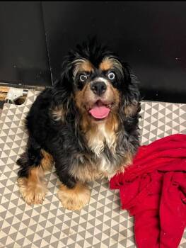 Rescue Cocker Spaniel Dogs for Adoption in Mclean, Illinois - Platinum | PetCurious