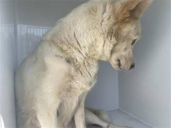 A657561 -  Husky and Mixed Breed Dog for Adoption in Houston, Texas - A657561 | PetCurious