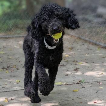 Floyd -  Standard Poodle Dog for Adoption in Charlottesville, Virginia - Floyd | PetCurious