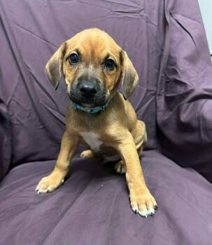 Shepherd Dogs Available for Adoption - Kenny Rogers | PetCurious