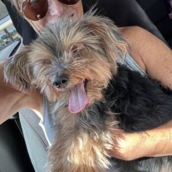 Beaux - OR -  Yorkshire Terrier and Silky Terrier Dog for Adoption in Bryan, Texas - Beaux - OR | PetCurious