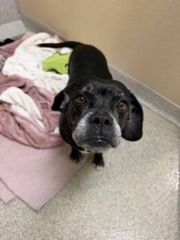 Beagle and French Bulldog Dogs Available for Adoption in Key West, Florida - Daisy | PetCurious