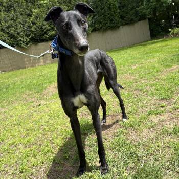 Brutes -  Greyhound Dog for Adoption in Swanzey, New Hampshire - Brutes | PetCurious