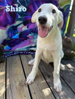 Rescue Anatolian Shepherd and Great Pyrenees Dogs for Adoption in Spring, Texas - Shiro | PetCurious