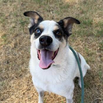 Ollie -  Australian Shepherd Dog for Adoption in Stillwater, Oklahoma - Ollie | PetCurious