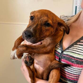 Phoenix (26-3W-2) -  Pit Bull Terrier and Mixed Breed Dog for Adoption in Rifle, Colorado - Phoenix (26-3W-2) | PetCurious