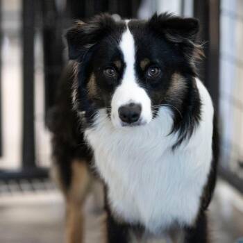 Snickers (MY26-32) -  Australian Shepherd Dog for Adoption in Peyton, Colorado - Snickers (MY26-32) | PetCurious