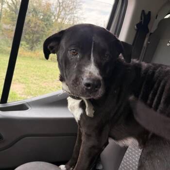 Gregory -  Pit Bull Terrier Dog for Adoption in East St. Louis, Illinois - Gregory | PetCurious