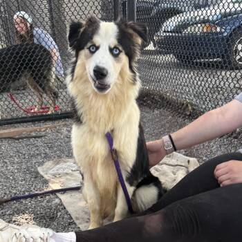 Styles -  Collie Dog for Adoption in York, Pennsylvania - Styles | PetCurious