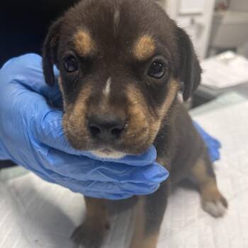 Sirius -  Mixed Breed Dog for Adoption in Summerville, South Carolina - Sirius | PetCurious