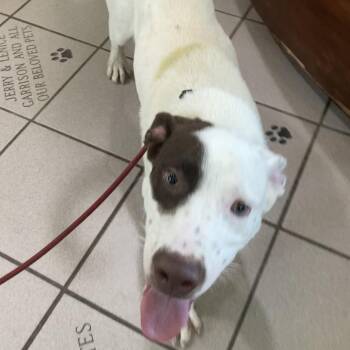 Mylo -  Mixed Breed Dog for Adoption in Auburn, New Hampshire - Mylo | PetCurious