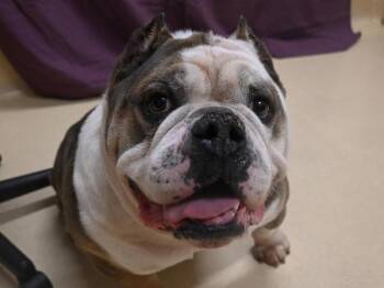English Bulldog Dogs Available for Adoption in Portland, Oregon - Eddie | PetCurious