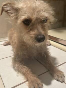 TORI -  Terrier Dog for Adoption in El Cajon, California - TORI | PetCurious