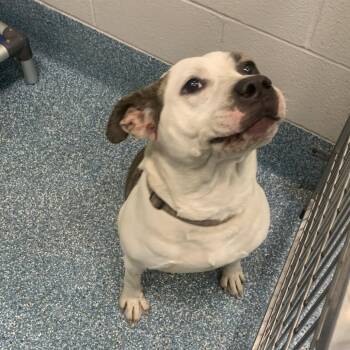 Pit Bull Terrier Dogs Available for Adoption in Greensboro, North Carolina - Safety Pin | PetCurious