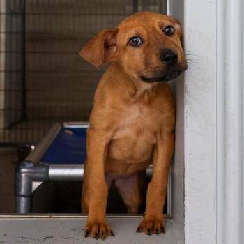 Meika -  Mixed Breed Dog for Adoption in Bradenton, Florida - Meika | PetCurious