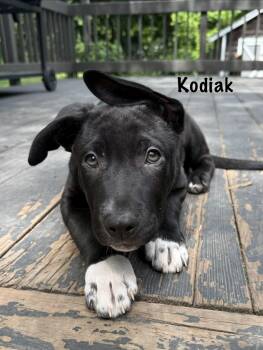 Kodiak and Steele -  German Shepherd Dog Dog Available for Adoption in Roxbury Township, New Jersey - Kodiak And Steele | PetCurious