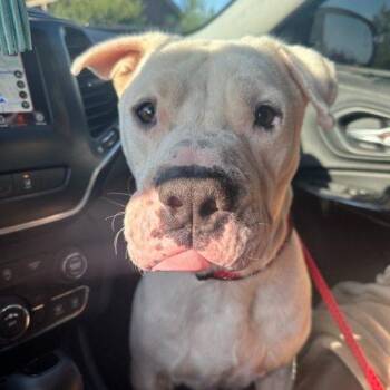 Davidson -  American Bulldog Dog for Adoption in Edmond, Oklahoma - Davidson | PetCurious