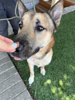 graham -  German Shepherd Dog Dog for Adoption in Phoenix, Oregon - Graham | PetCurious